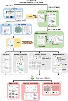 KIF11 Serves as an Independent Prognostic Factor and Therapeutic Target for Patients With Lung Adenocarcinoma